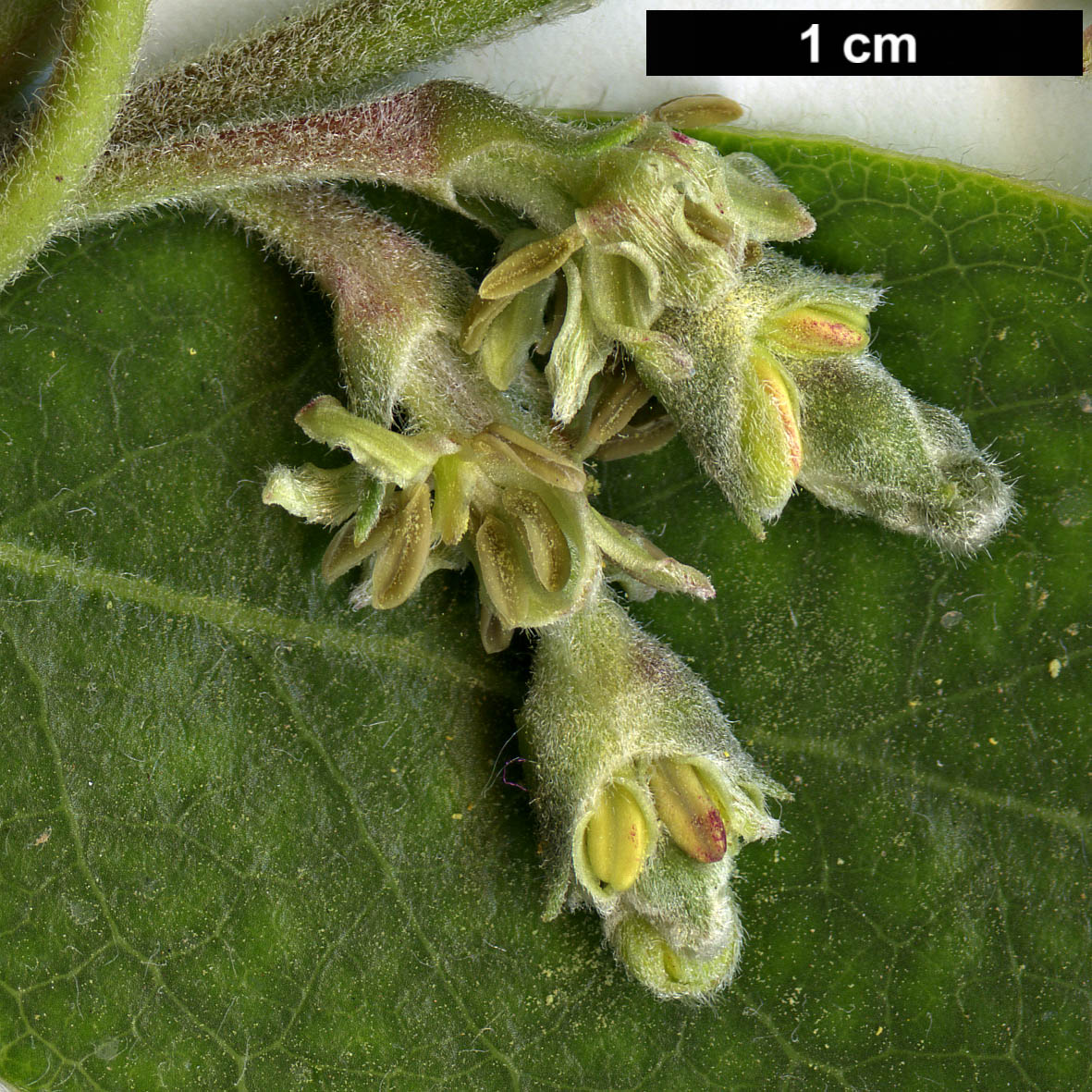 High resolution image: Family: Garryaceae - Genus: Garrya - Taxon: ×thuretii (G.elliptica × G.fadyenii)